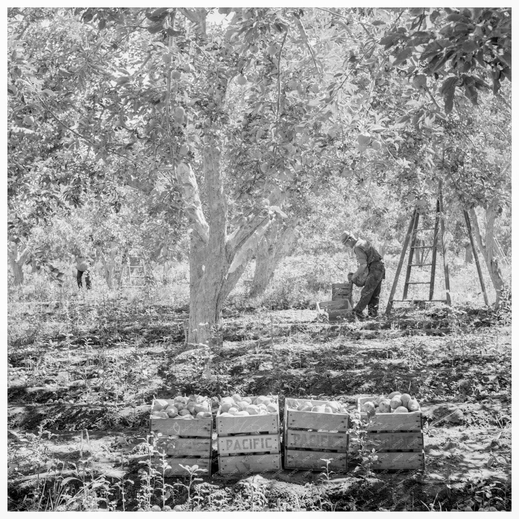 Pears Harvesting at Pleasant Hill Orchards August 1939 - Available at KNOWOL