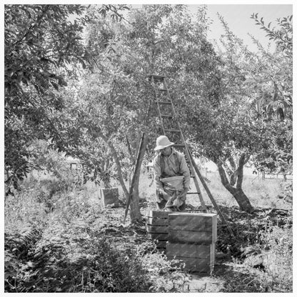 Pears Harvesting in Yakima Valley August 1939 - Available at KNOWOL