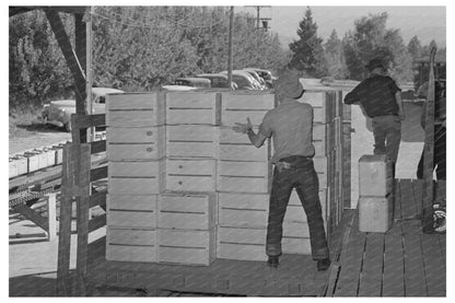 Pears Packed for Transport in Hood River Oregon 1941 - Available at KNOWOL