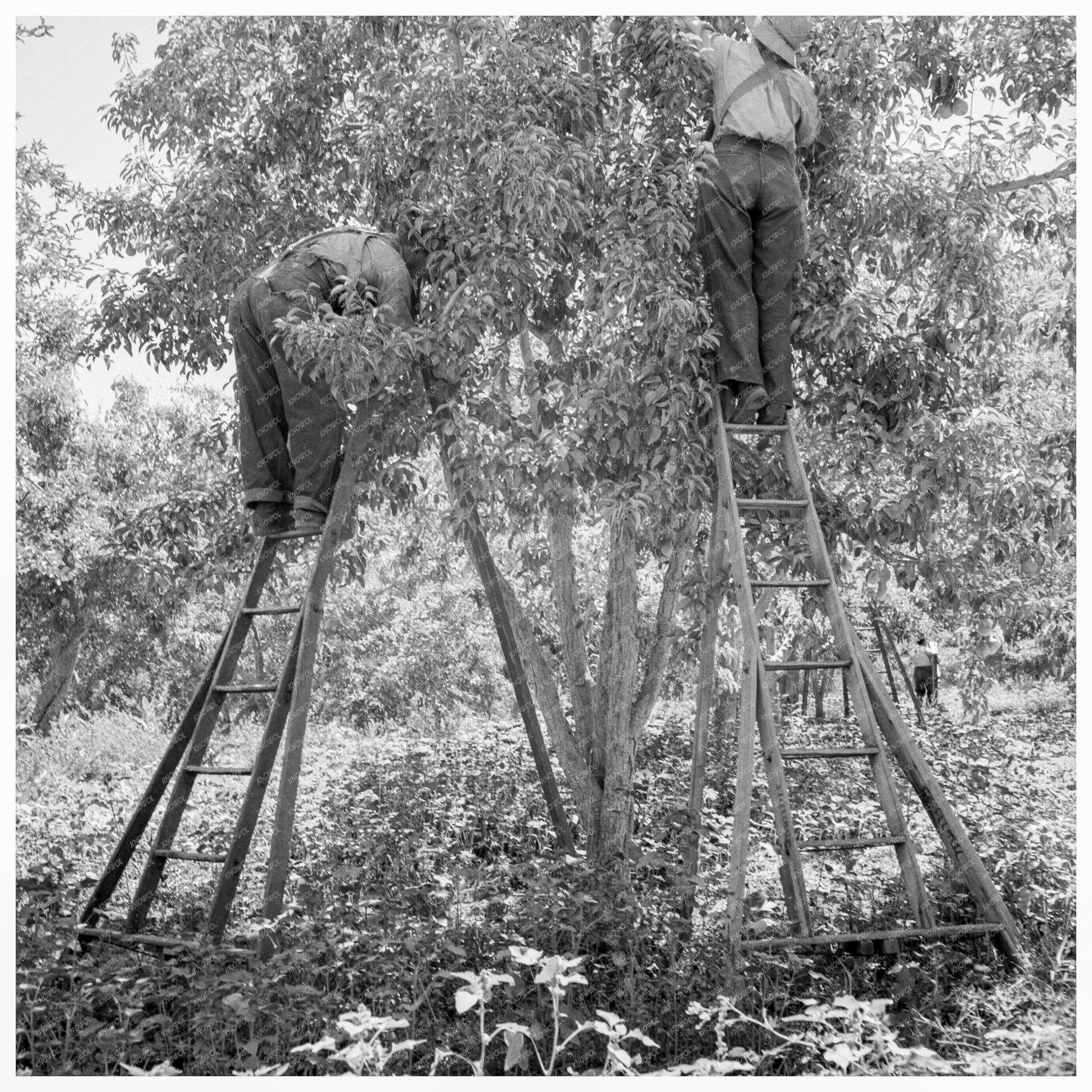 Pears Picking at Pleasant Hill Orchard Yakima Valley 1939 - Available at KNOWOL