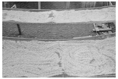 Pecan Meats Drying in San Antonio Texas March 1939 - Available at KNOWOL