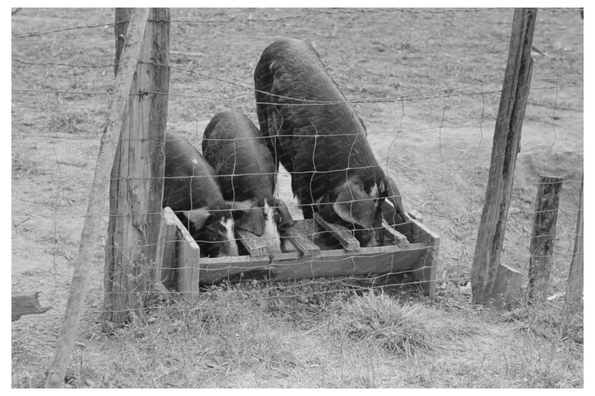 Pigs Feeding on Farm in Morganza Louisiana November 1938 - Available at KNOWOL