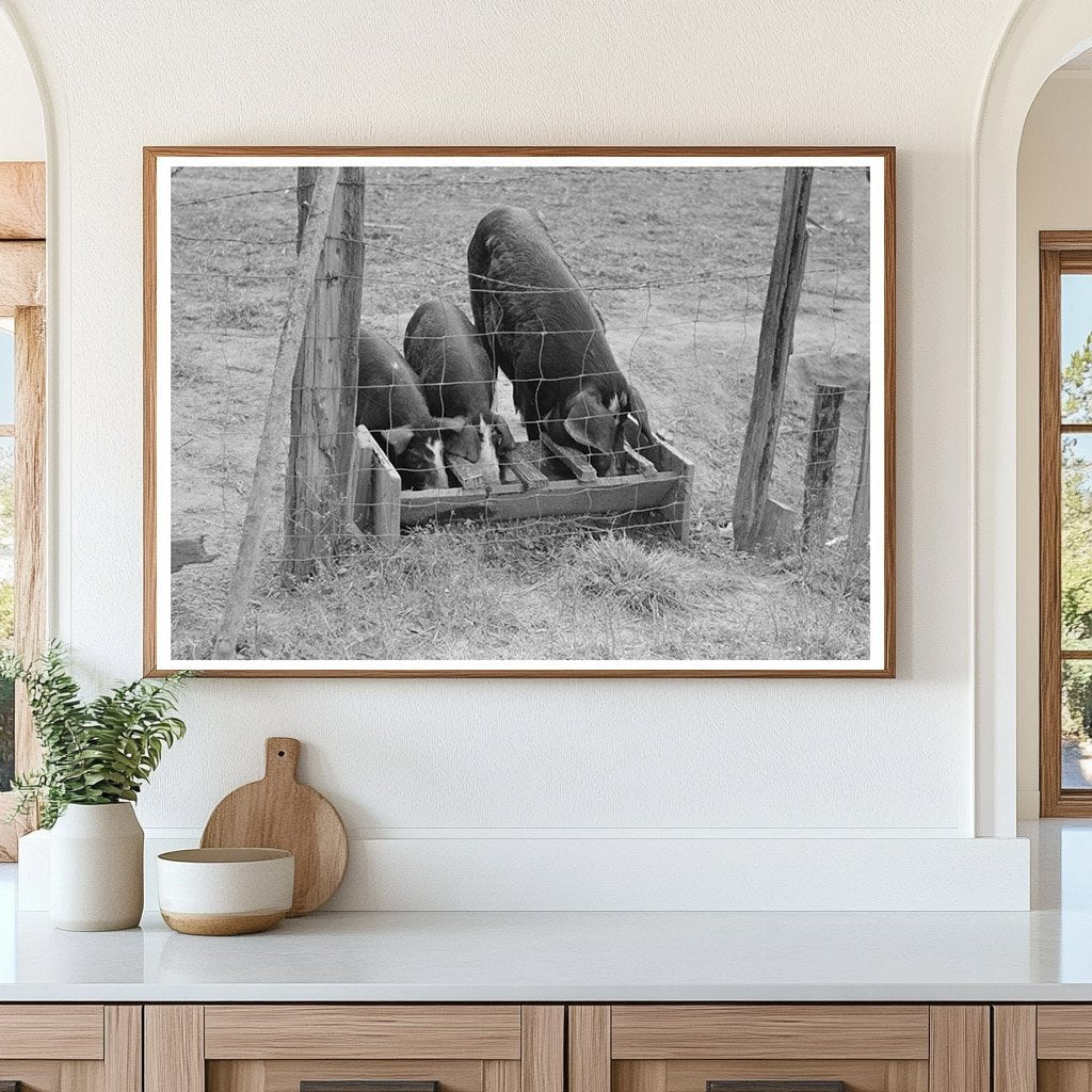 Pigs Feeding on Farm in Morganza Louisiana November 1938 - Available at KNOWOL