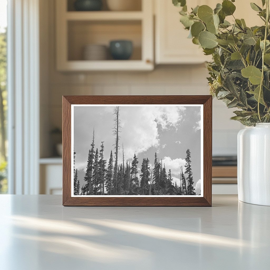 Pine Trees and Mine Logs Ouray County Colorado 1940 - Available at KNOWOL