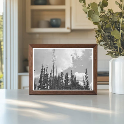 Pine Trees and Mine Logs Ouray County Colorado 1940 - Available at KNOWOL