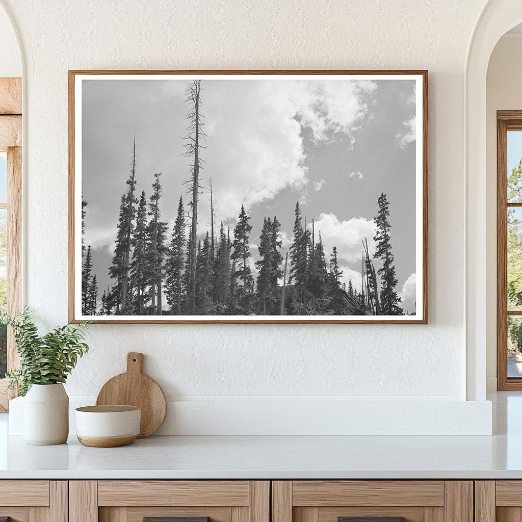 Pine Trees and Mine Logs Ouray County Colorado 1940 - Available at KNOWOL