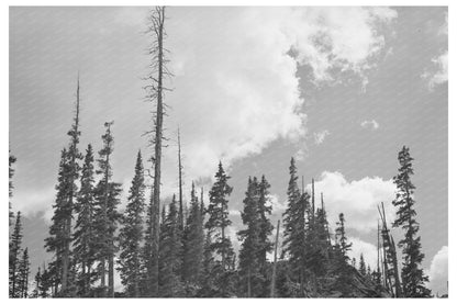 Pine Trees and Mine Logs Ouray County Colorado 1940 - Available at KNOWOL