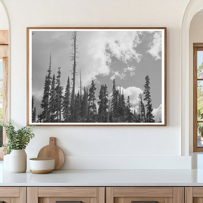 Pine Trees and Timber Remnants Ouray County Colorado 1940 - Available at KNOWOL