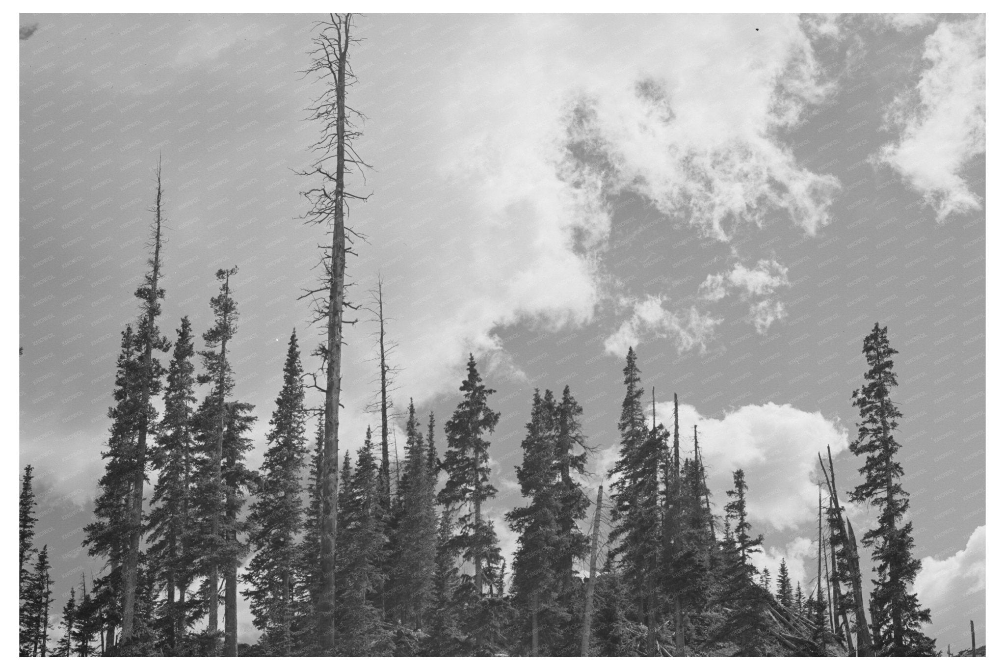 Pine Trees and Timber Remnants Ouray County Colorado 1940 - Available at KNOWOL