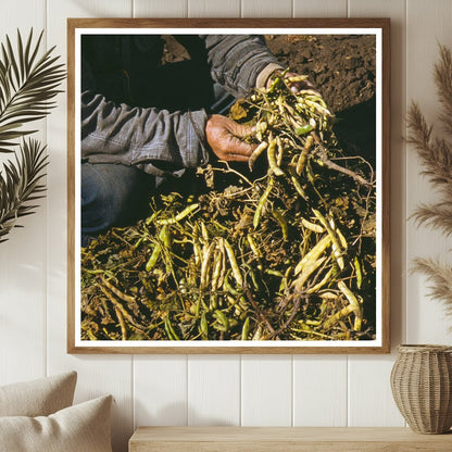 Pinto Beans Cultivation in Pie Town New Mexico 1940 - Available at KNOWOL