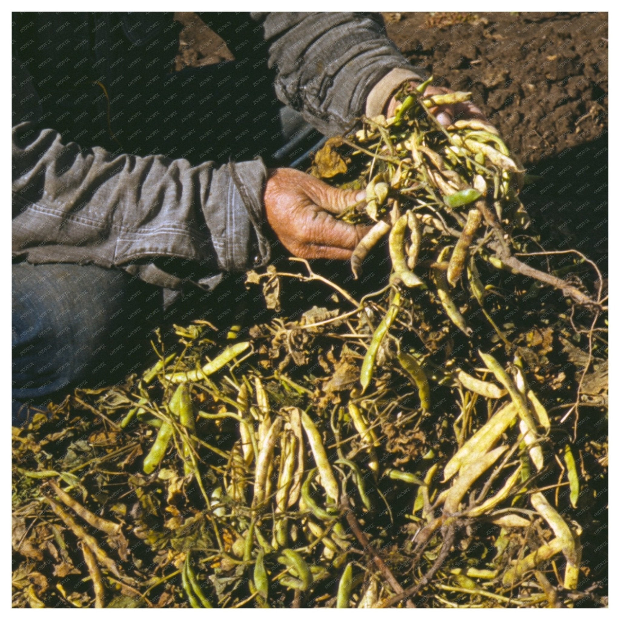 Pinto Beans Cultivation in Pie Town New Mexico 1940 - Available at KNOWOL