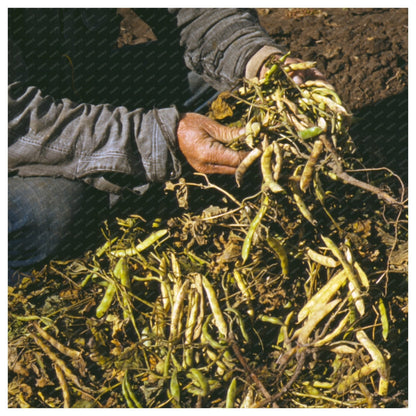 Pinto Beans Cultivation in Pie Town New Mexico 1940 - Available at KNOWOL