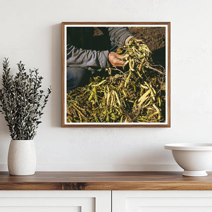 Pinto Beans Cultivation in Pie Town New Mexico 1940 - Available at KNOWOL