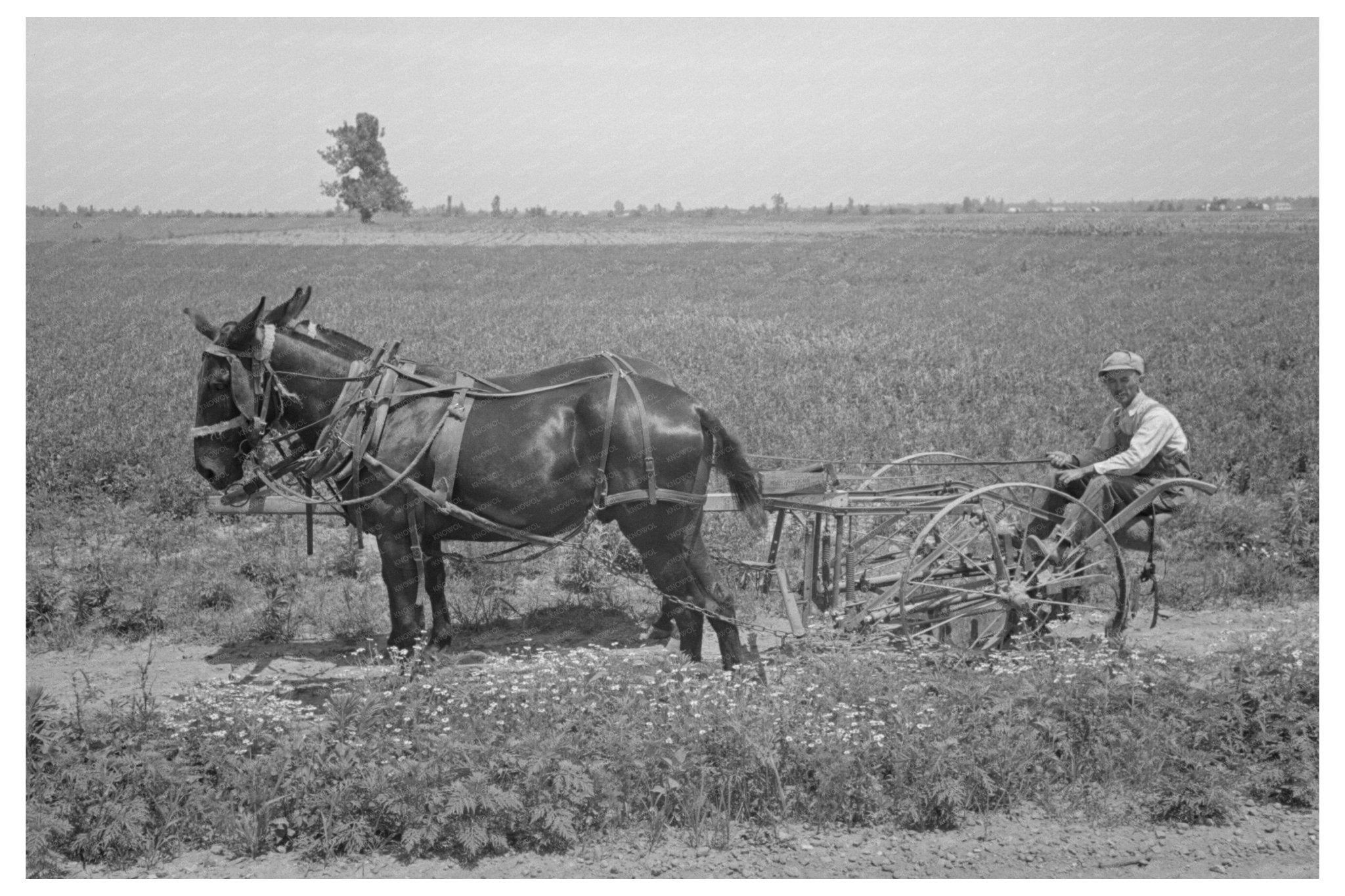 Planter with Mules on Farm Southeast Missouri 1938 - Available at KNOWOL