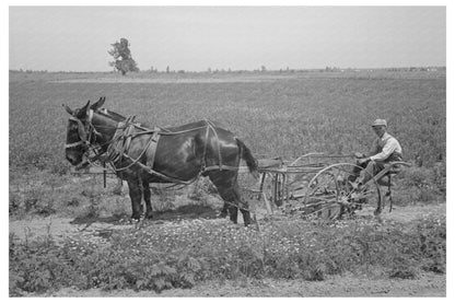 Planter with Mules on Farm Southeast Missouri 1938 - Available at KNOWOL