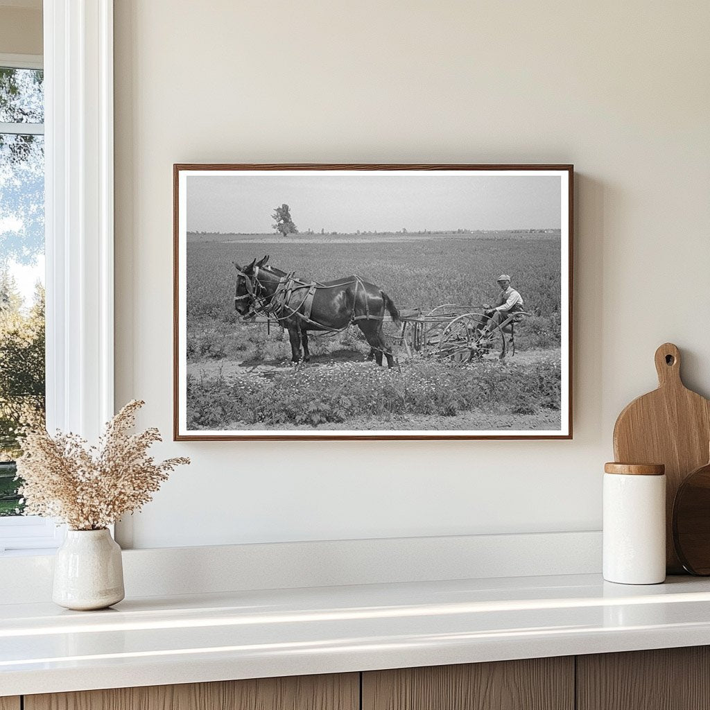 Planter with Mules on Farm Southeast Missouri 1938 - Available at KNOWOL