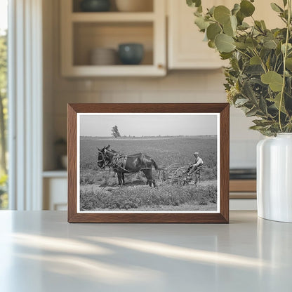 Planter with Mules on Farm Southeast Missouri 1938 - Available at KNOWOL