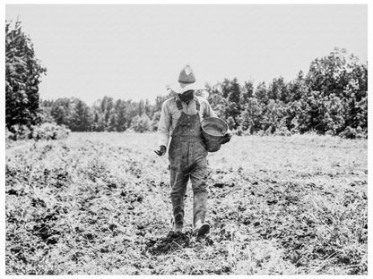 Planting Corn in Delta Cooperative Farms June 1937 - Available at KNOWOL