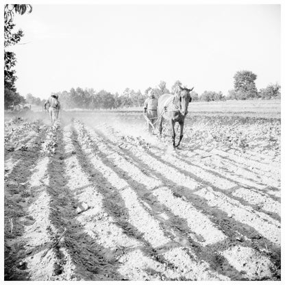 Plowboy in Alabama Sharecropping June 1936 - Available at KNOWOL