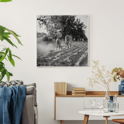 Plowboy Working on Farm Alabama June 1936 - Available at KNOWOL