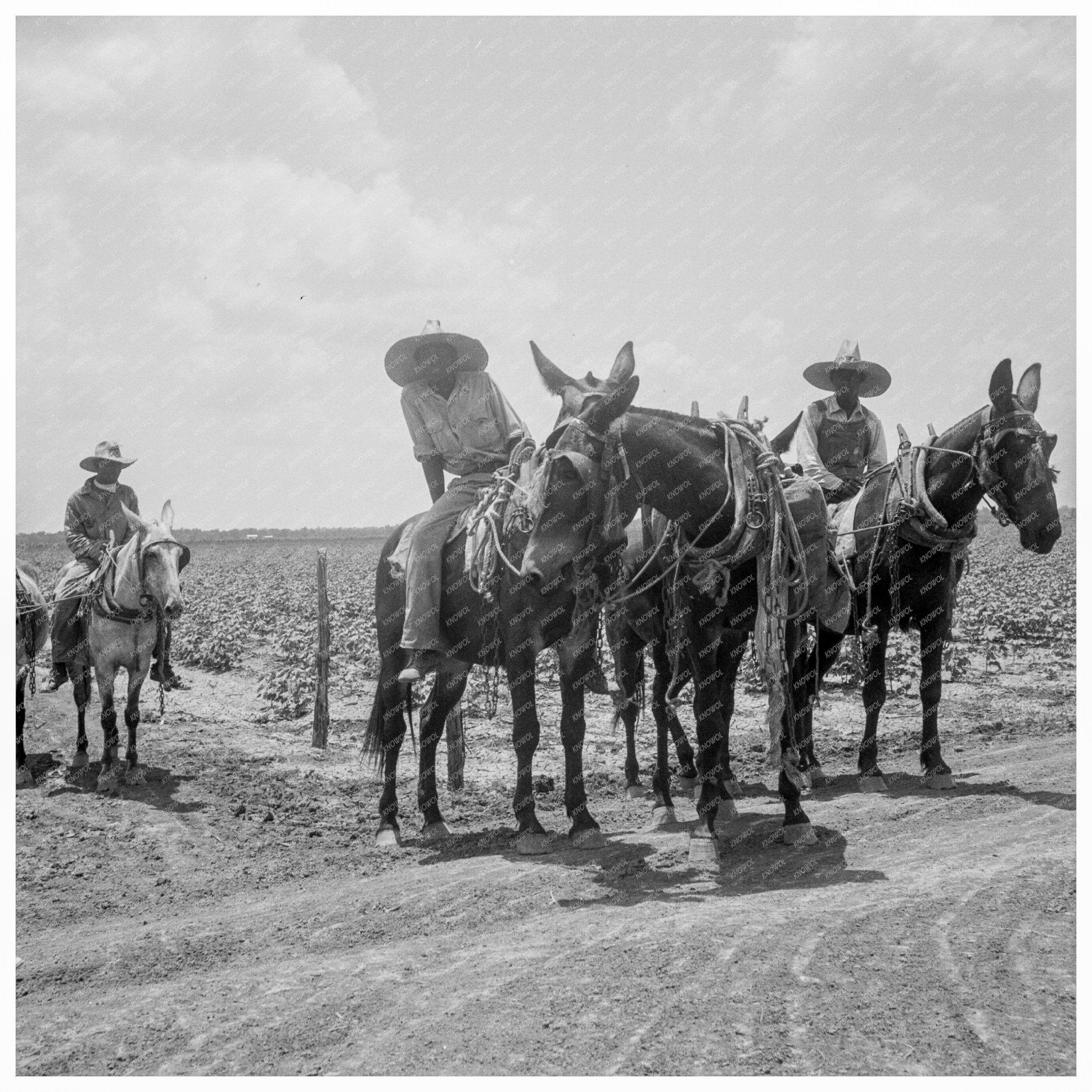 Plowboys on Cotton Plantation Texas June 1938 - Available at KNOWOL