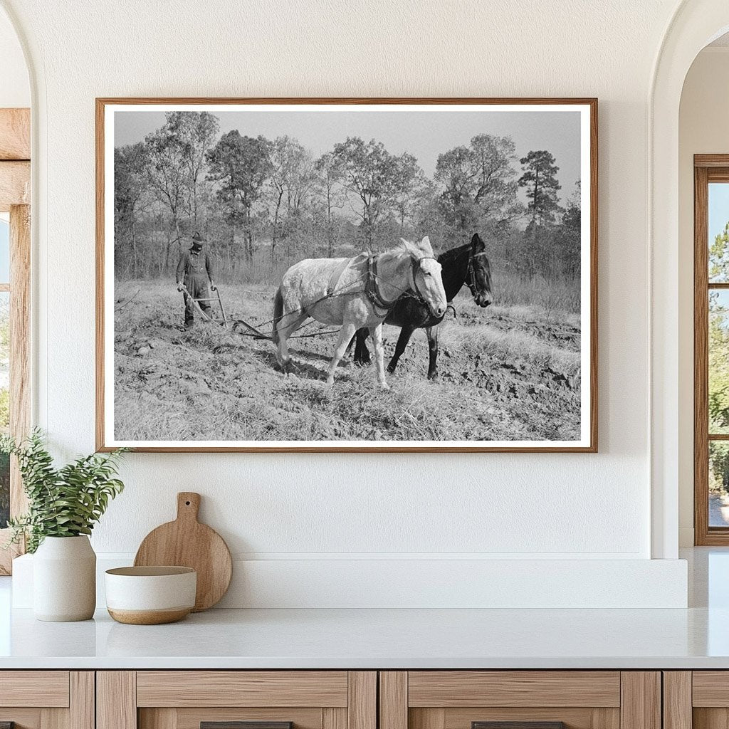 Plowing Sweet Potatoes in Laurel Mississippi 1938 - Available at KNOWOL