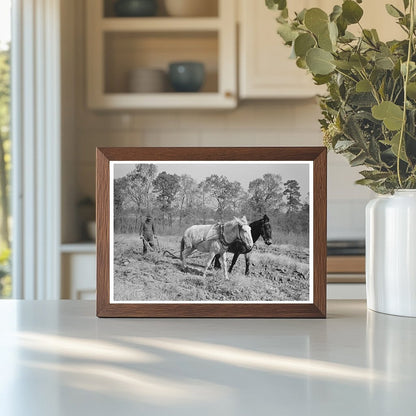 Plowing Sweet Potatoes in Laurel Mississippi 1938 - Available at KNOWOL