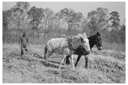 Plowing Sweet Potatoes in Laurel Mississippi 1938 - Available at KNOWOL