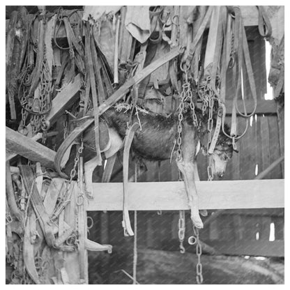 Police Dog Entangled in Flood Harnesses Indiana 1937 - Available at KNOWOL