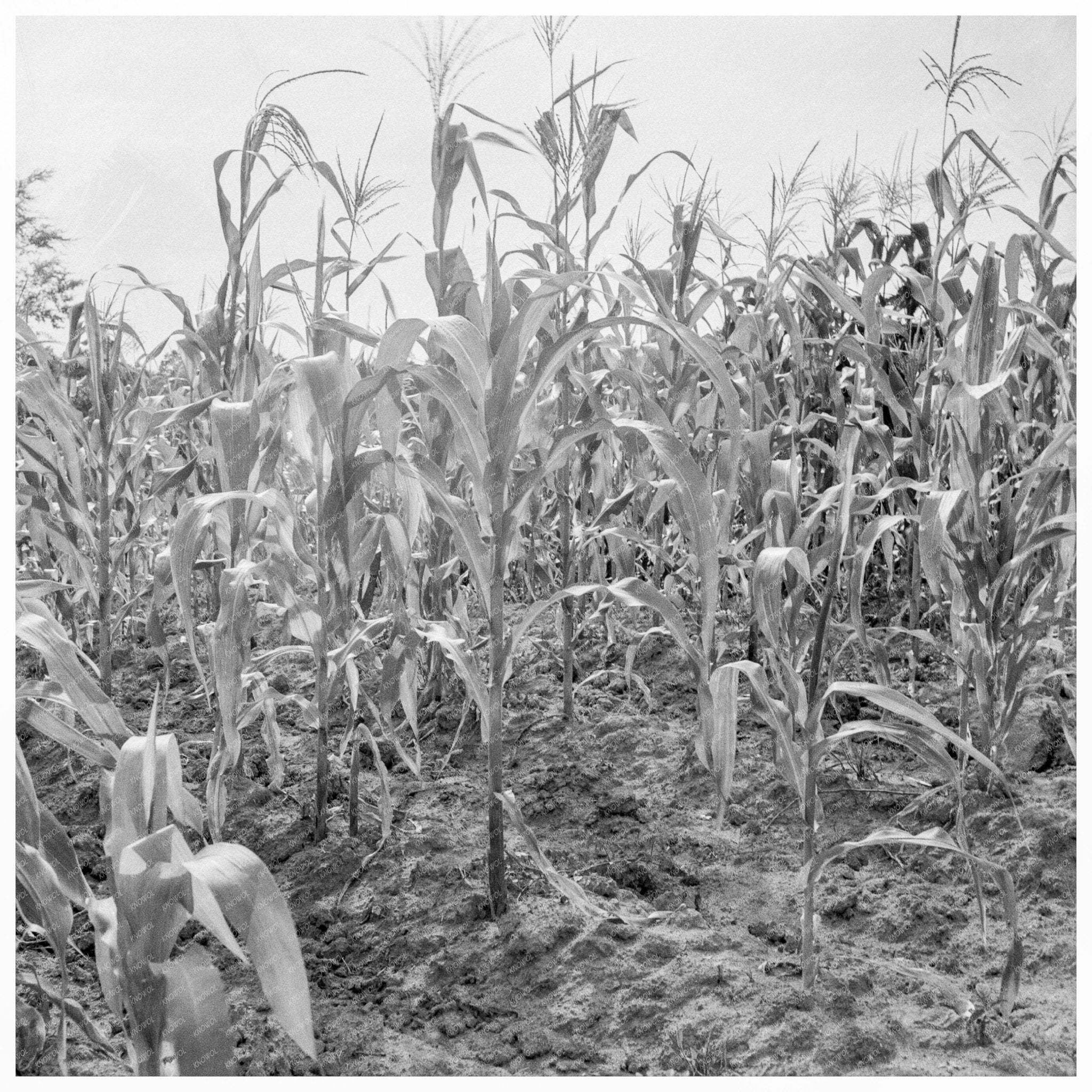 Poor Corn in Orange County North Carolina July 1939 - Available at KNOWOL