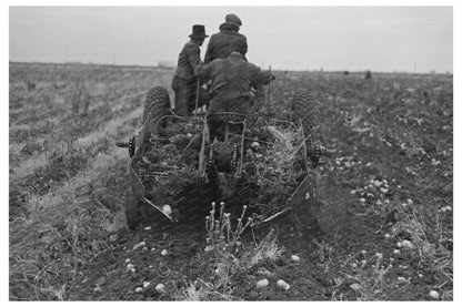 Potato Digger in East Grand Forks Minnesota October 1937 - Available at KNOWOL