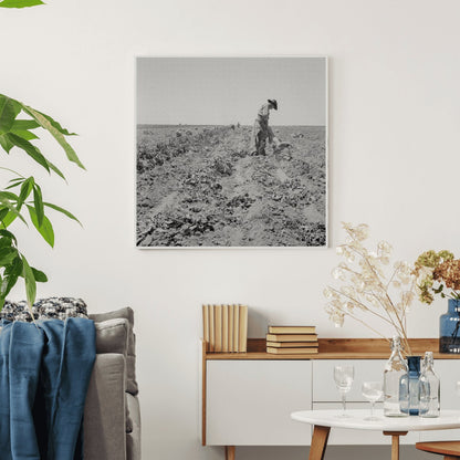 Potato Field Harvesting in Shafter California 1937 - Available at KNOWOL