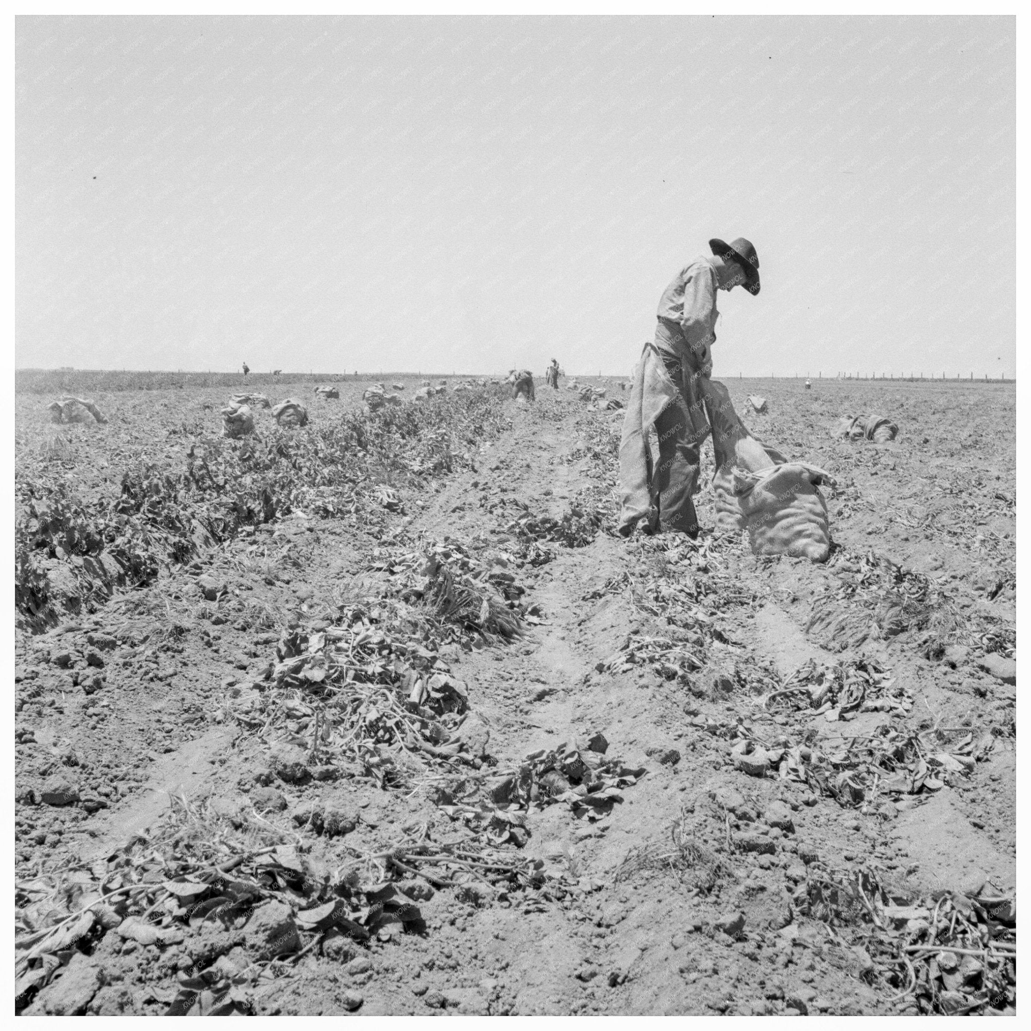 Potato Field Harvesting in Shafter California 1937 - Available at KNOWOL