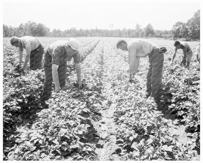 Potato Field Hightstown New Jersey 1936 FSA Collection - Available at KNOWOL