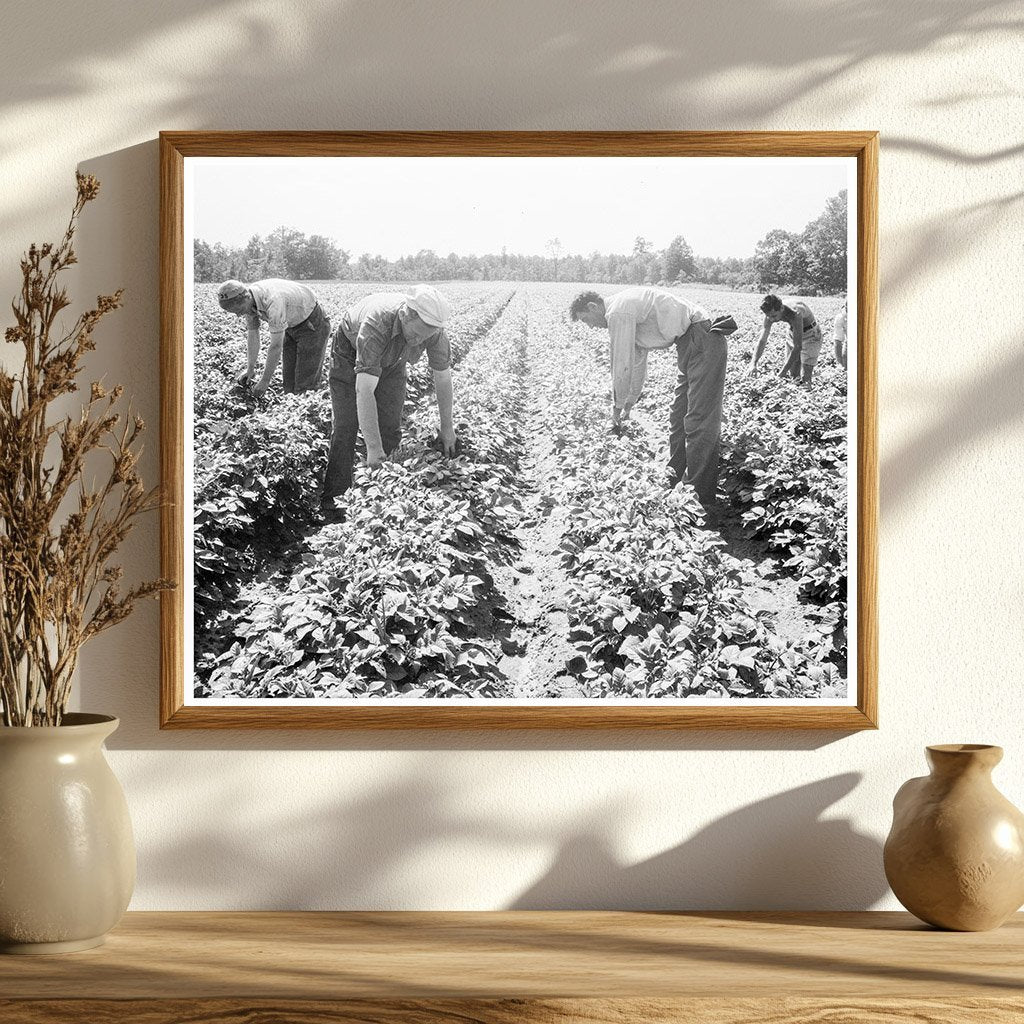 Potato Field Hightstown New Jersey 1936 FSA Collection - Available at KNOWOL