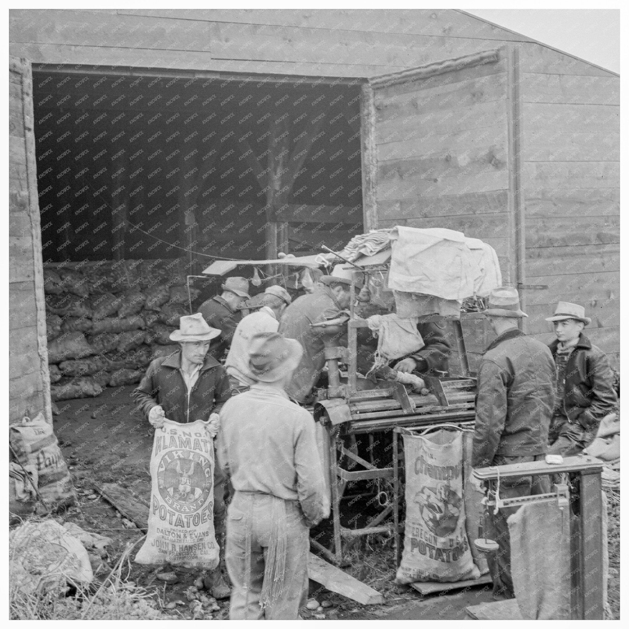 Potato Grading at Growers Cellar Klamath County 1939 - Available at KNOWOL