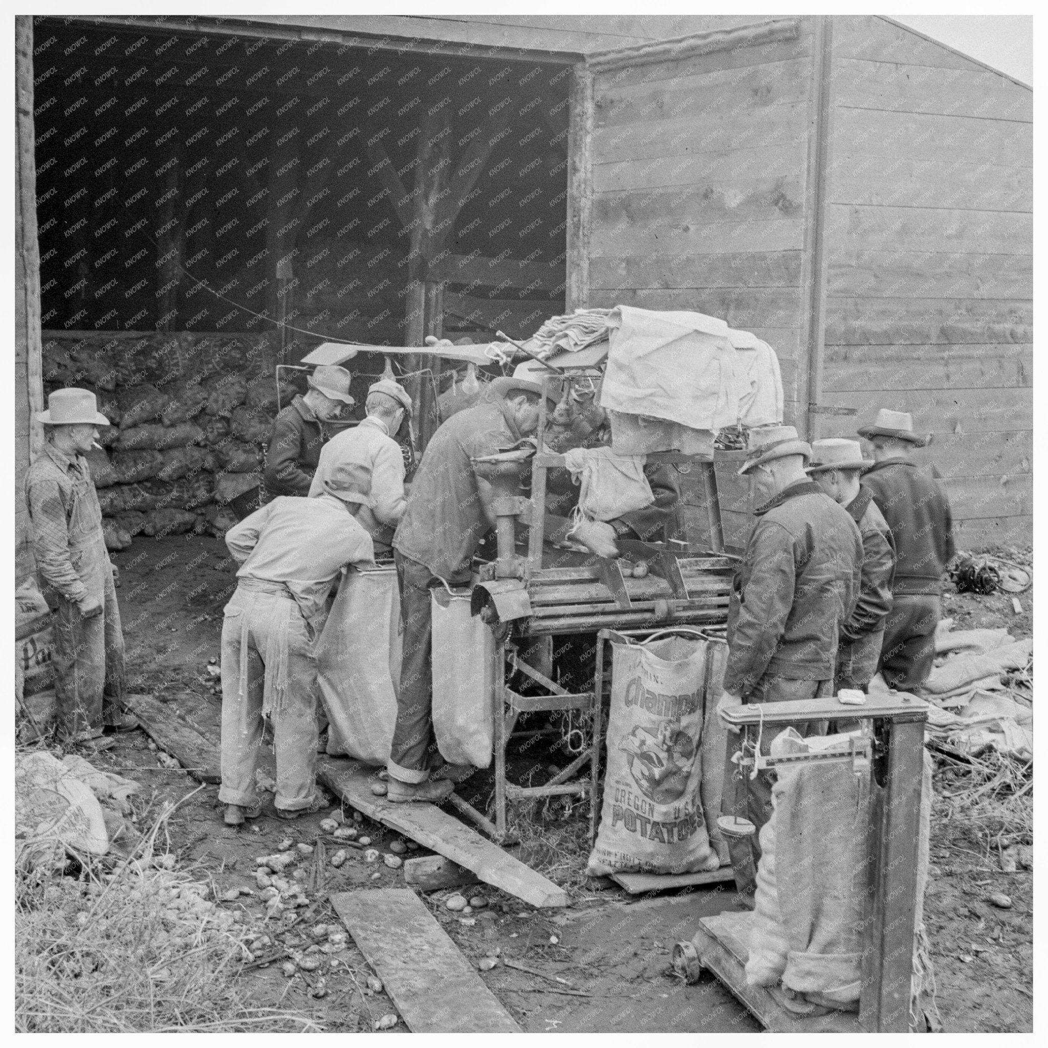 Potato Grading Operation Klamath County Oregon 1939 - Available at KNOWOL