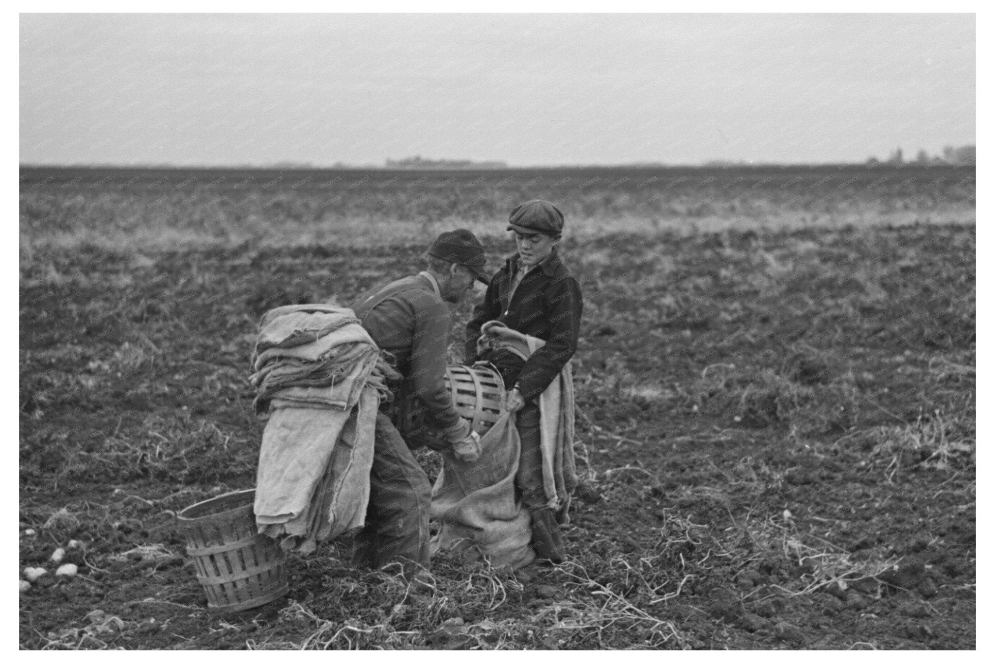 Potato Harvesting in East Grand Forks Minnesota 1937 - Available at KNOWOL