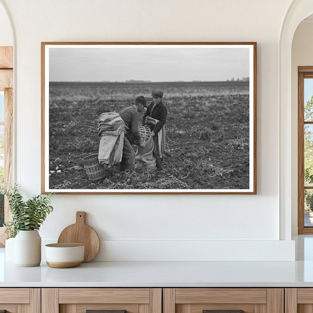 Potato Harvesting in East Grand Forks Minnesota 1937 - Available at KNOWOL