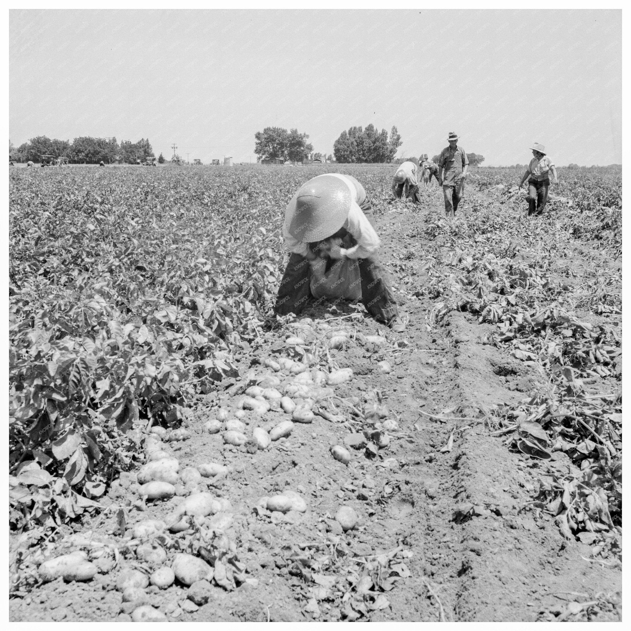 Potato Harvesting in Shafter California 1937 - Available at KNOWOL