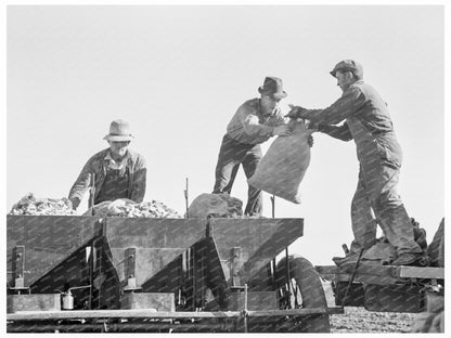 Potato Planter Bins Loading Kern County California 1939 - Available at KNOWOL