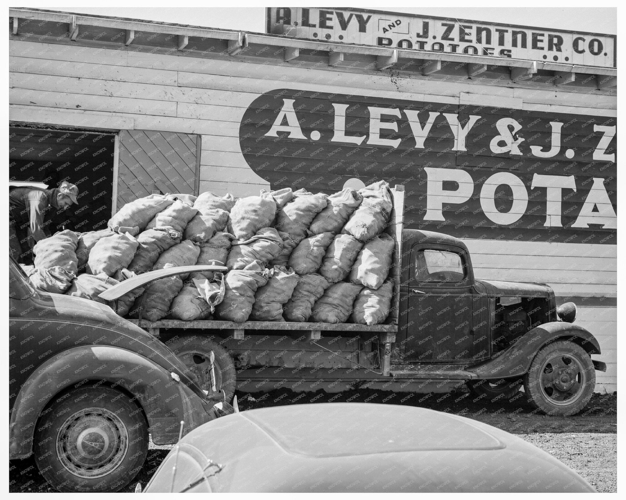 Potato Shed Harvesting in Tulelake California 1939 - Available at KNOWOL