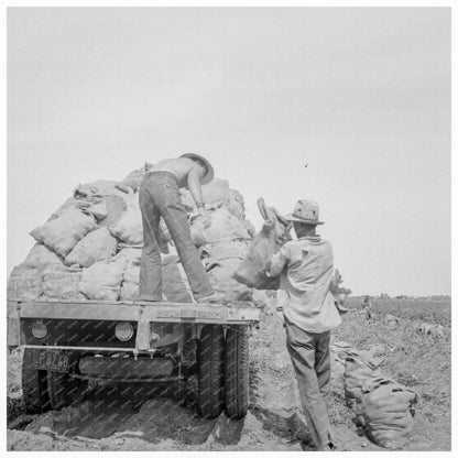 Potato Truck Loading Shafter California May 1937 - Available at KNOWOL