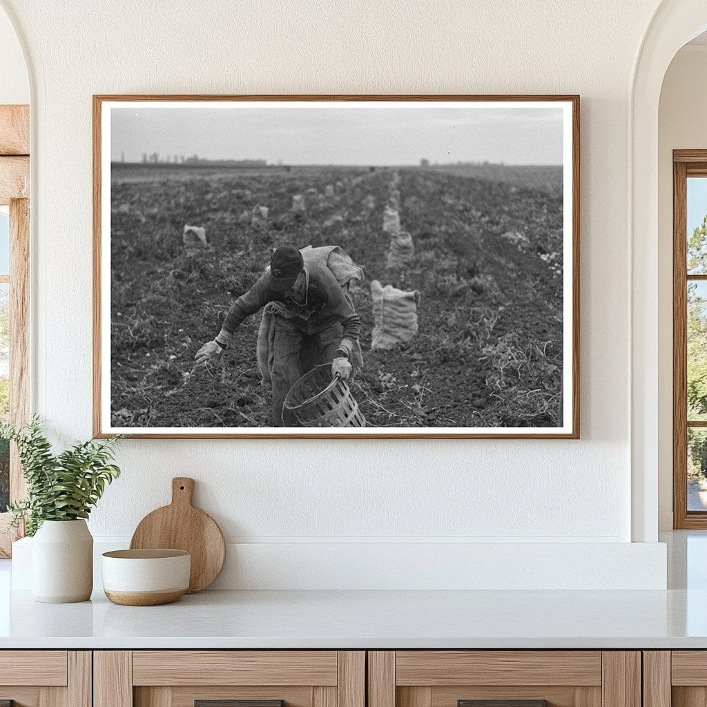 Potato Worker in East Grand Forks Minnesota 1937 - Available at KNOWOL