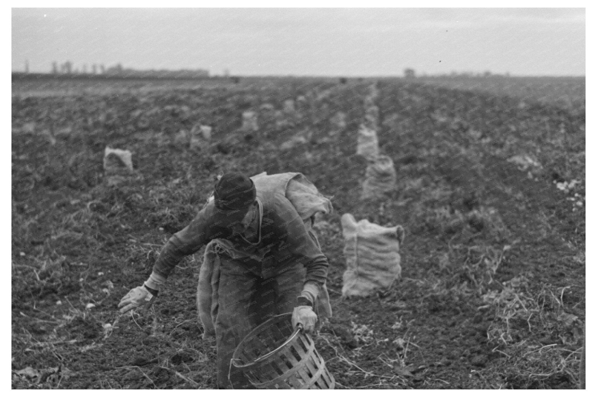 Potato Worker in East Grand Forks Minnesota 1937 - Available at KNOWOL