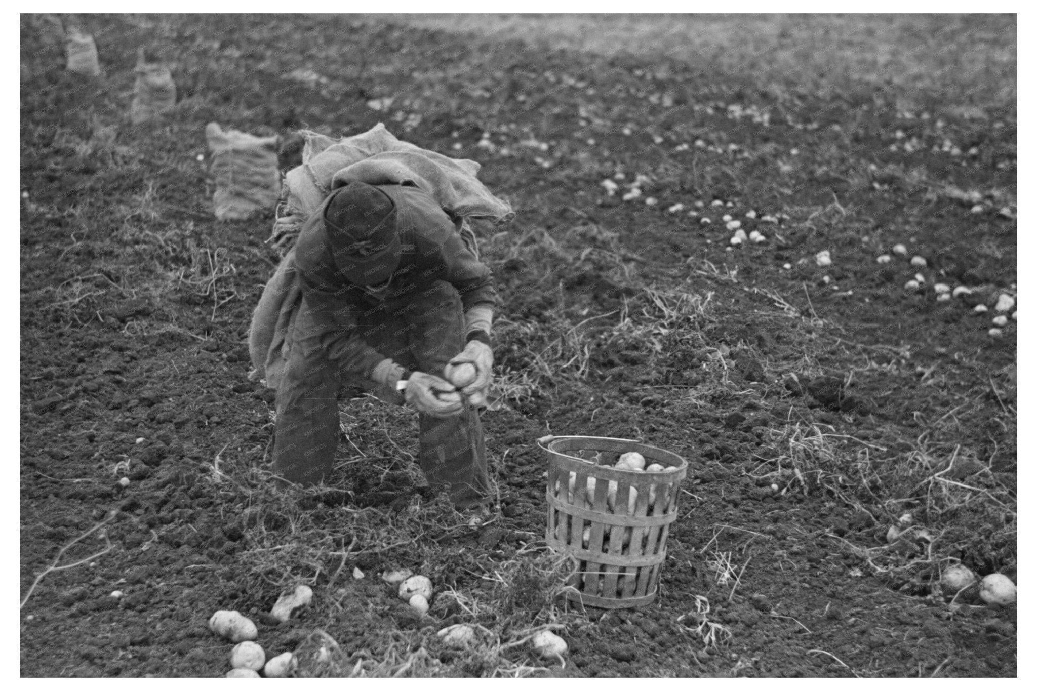 Potato Worker in East Grand Forks Minnesota October 1937 - Available at KNOWOL