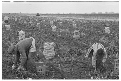 Potato Workers Harvesting in East Grand Forks 1937 - Available at KNOWOL