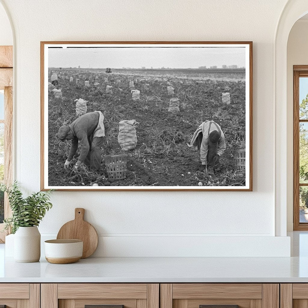 Potato Workers Harvesting in East Grand Forks 1937 - Available at KNOWOL