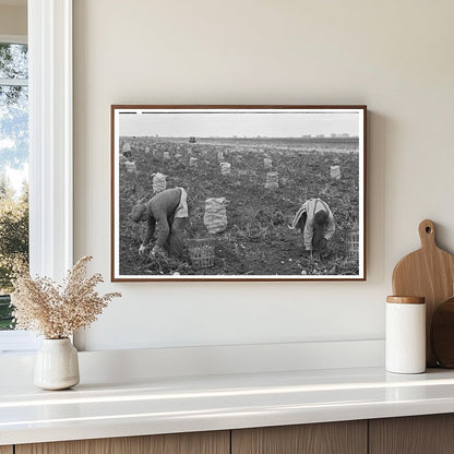 Potato Workers Harvesting in East Grand Forks 1937 - Available at KNOWOL