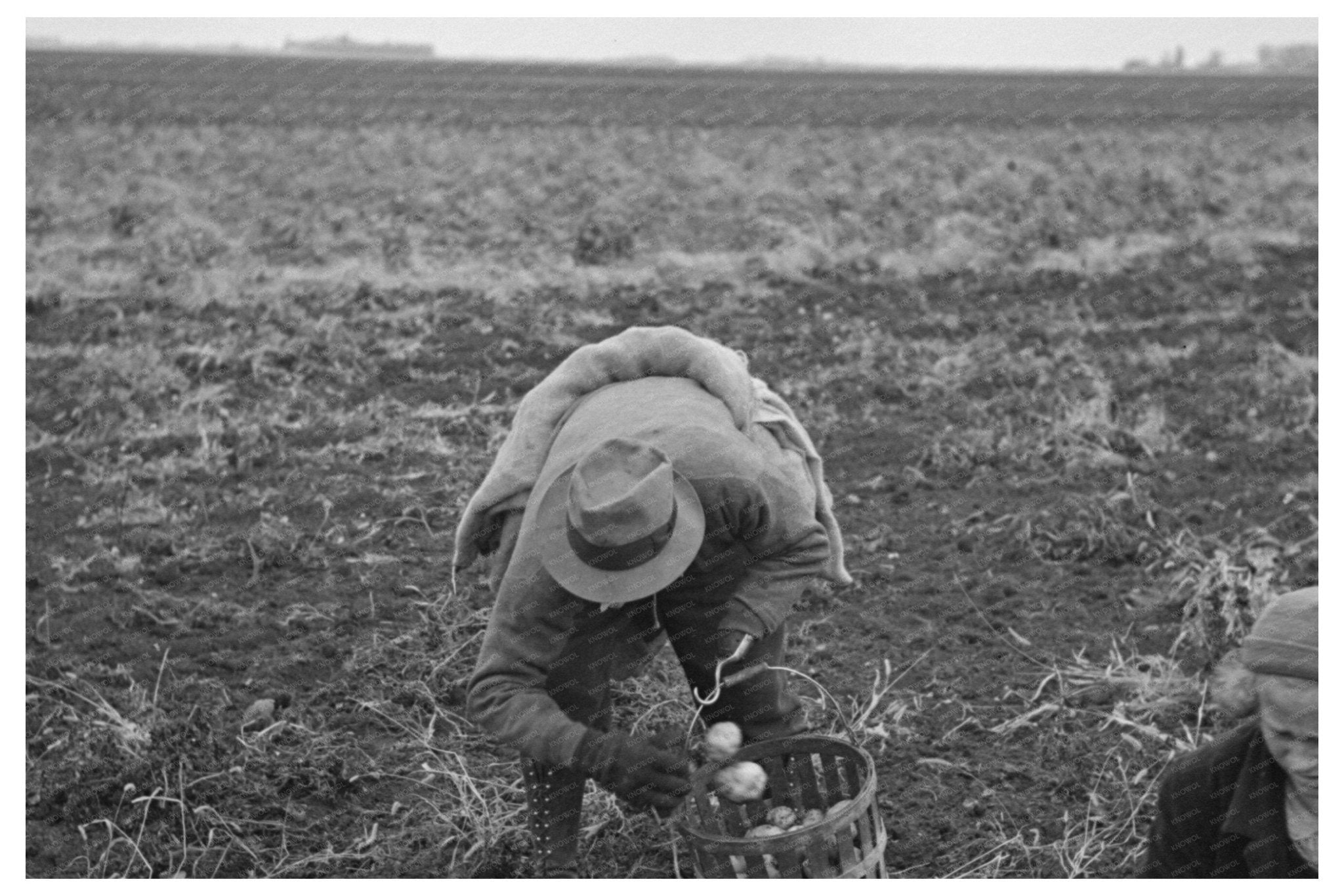 Potato Workers Harvesting Near East Grand Forks 1937 - Available at KNOWOL